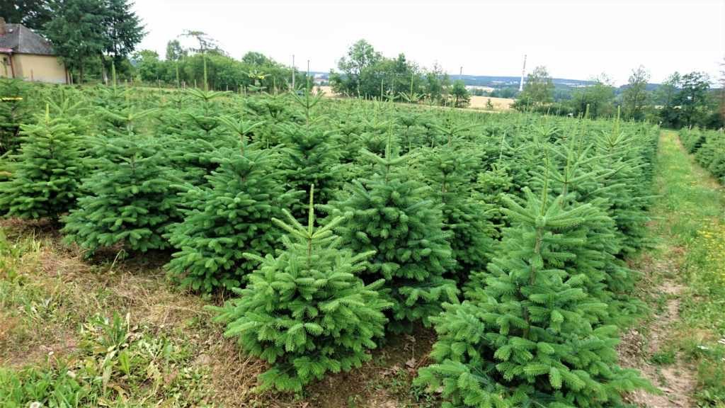 Plantáž vánočních stromků - jedle kavkazská